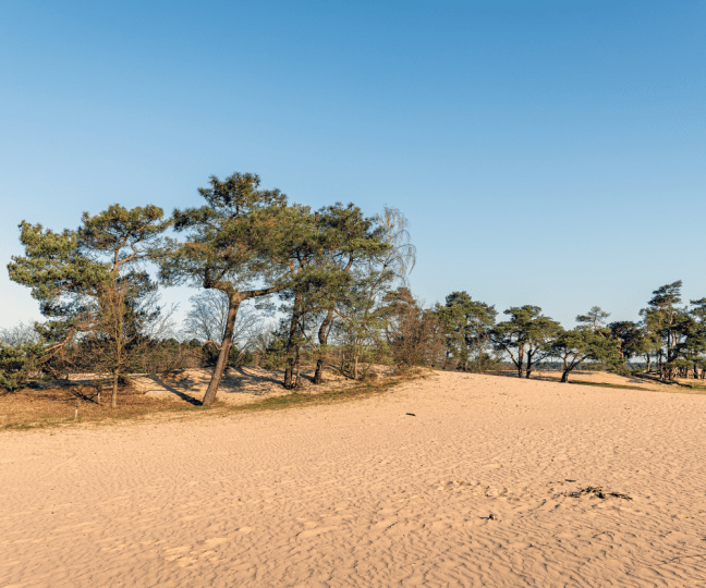 Hotel vlakbij Loonse en Drunense Duinen | Bastion Hotels
